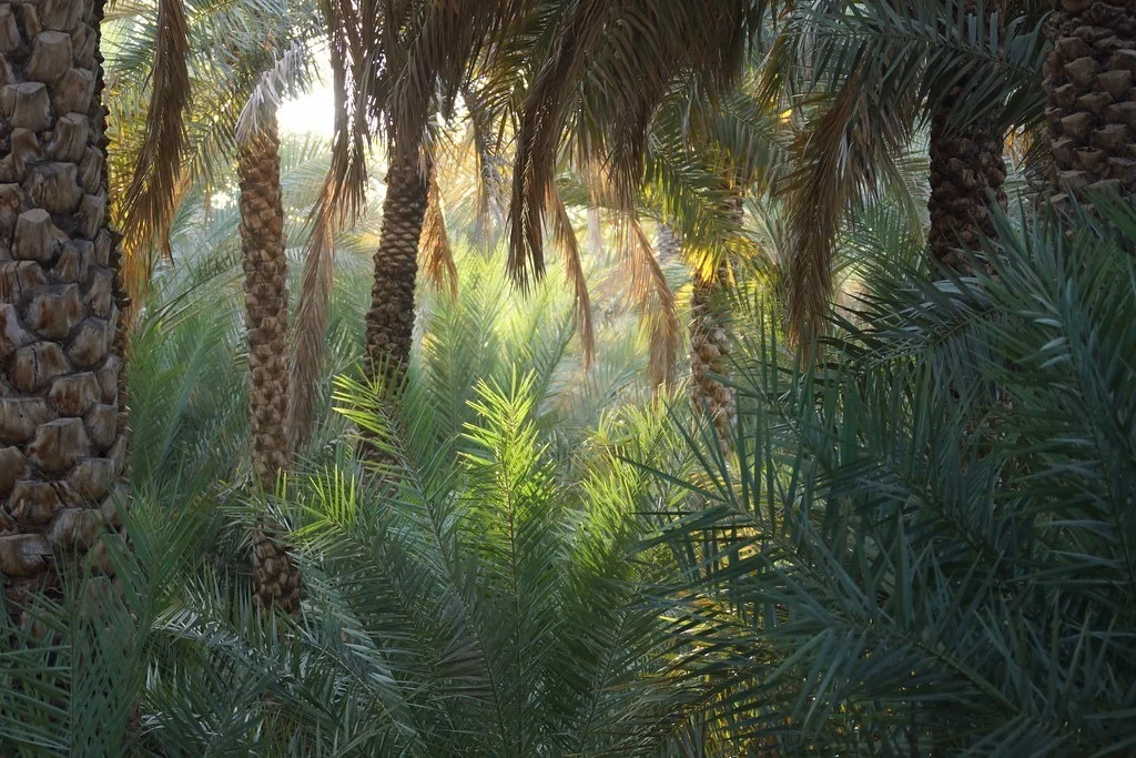 Al Ain Oasis - Abu Dhabi